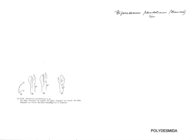Biporodesmus pseudolivaceus