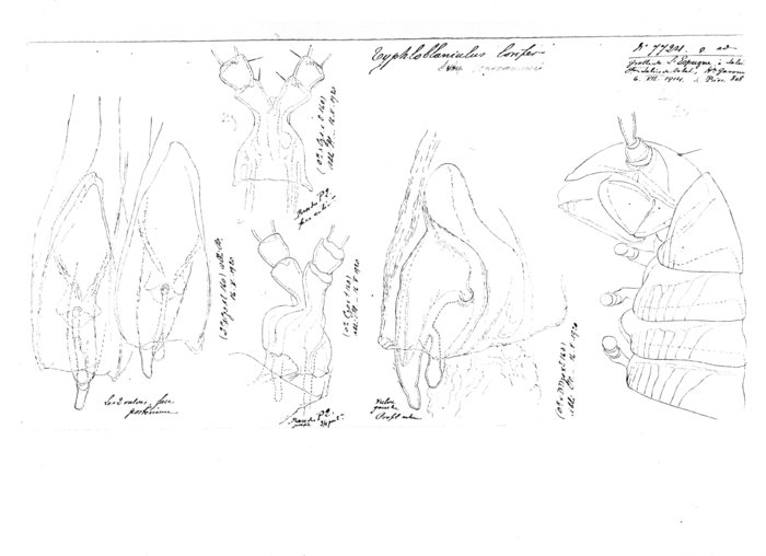 Blaniulus lorifer consoranensis