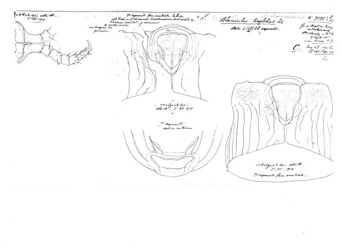 Blaniulus troglobius