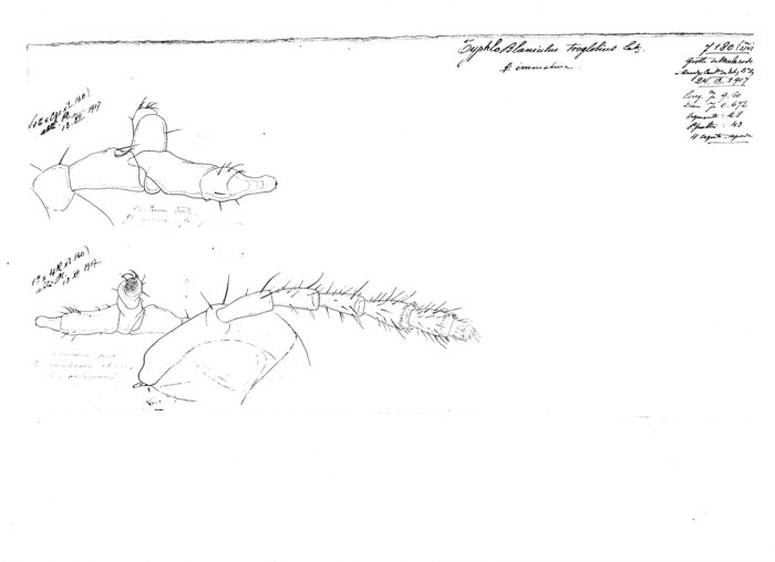 Blaniulus troglobius