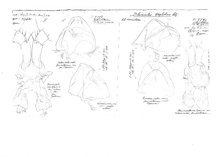 Blaniulus troglobius