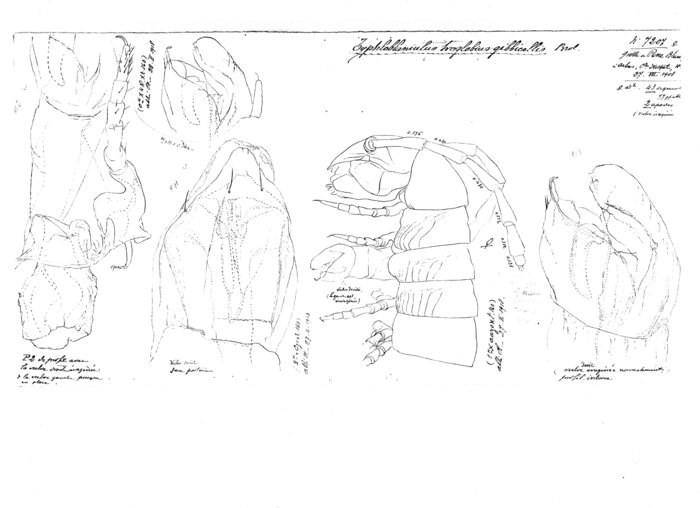 Blaniulus troglobius gibbicollis