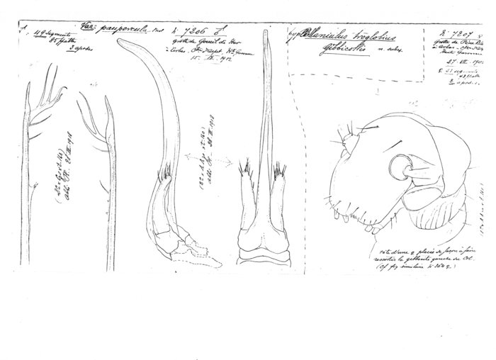 Blaniulus troglobius gibbicollis