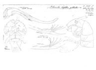 Blaniulus troglobius gibbicollis