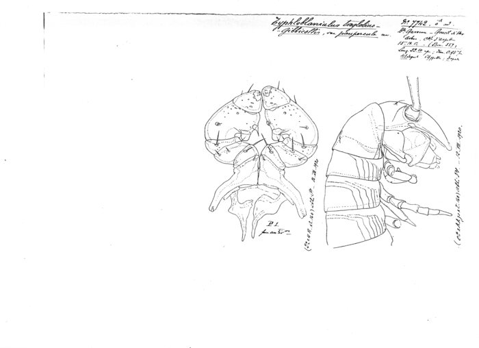 Blaniulus troglobius gibbicollis