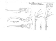 Blaniulus troglobius gibbicollis