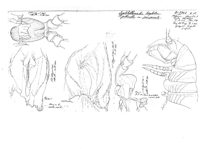 Blaniulus troglobius gibbicollis