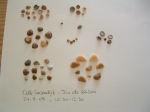 schelpen gevonden in Oostduinkerke (Groendyk)