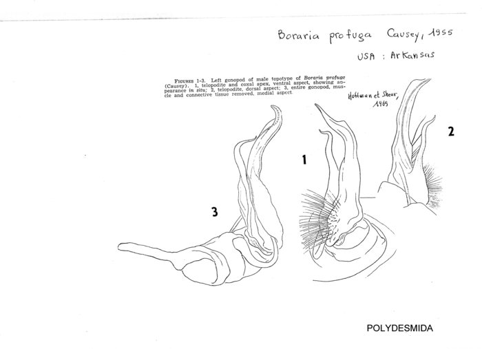 Boraria profuga