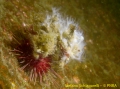 Echinodermata (echinoderms)