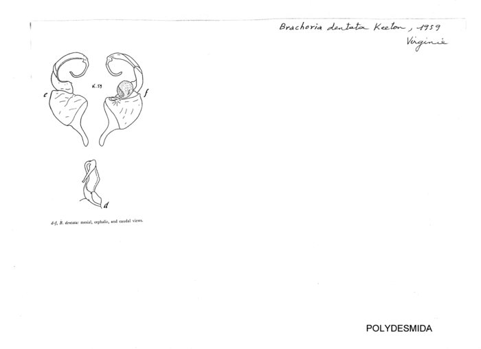Brachoria dentata
