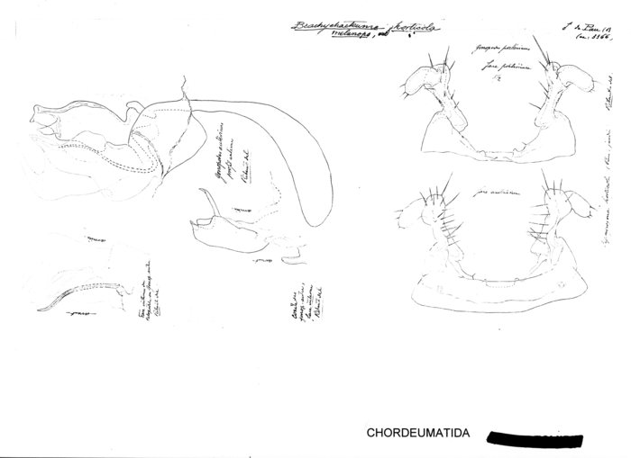Brachychaeteuma melanops horticola