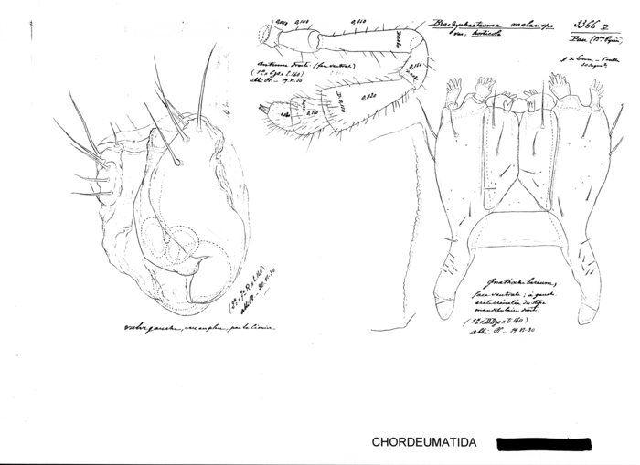 Brachychaeteuma melanops horticola