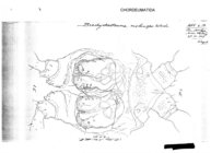 Brachychaeteuma melanops horticola