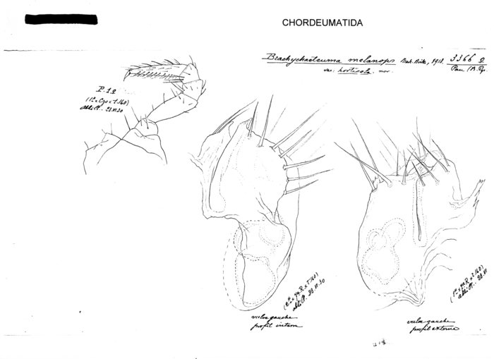 Brachychaeteuma melanops horticola