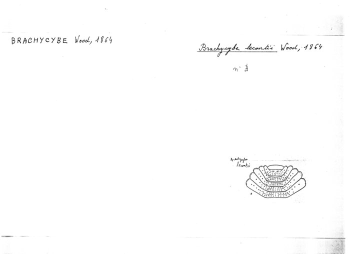 Brachycybe lecontii