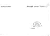 Brachycybe petaseta