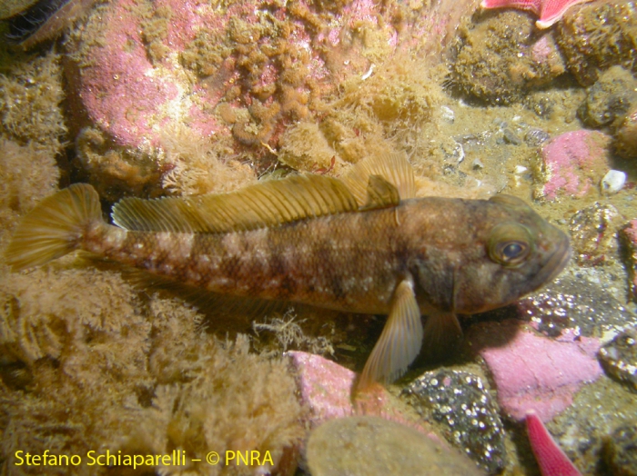 Trematomus bernacchi Trematomus bernacchi