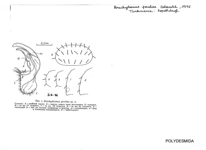 Brachydesmus pereliae