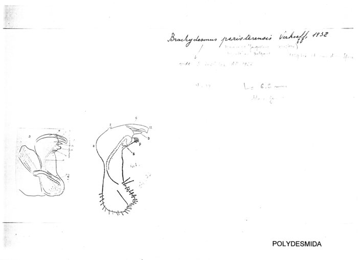 Brachydesmus peristerensis