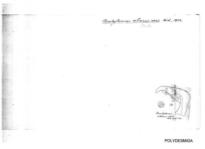 Brachydesmus silvanus varis