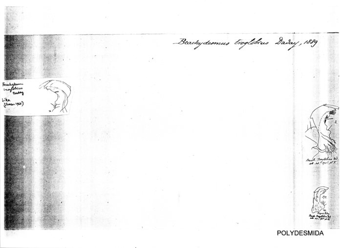 Brachydesmus troglobius