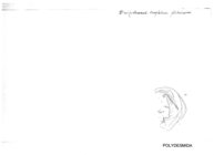 Brachydesmus troglobius plitvicensis