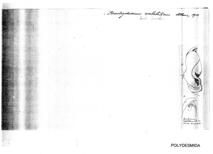 Brachydesmus velebiticus