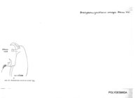 Brachydesmus zawalanus unciger