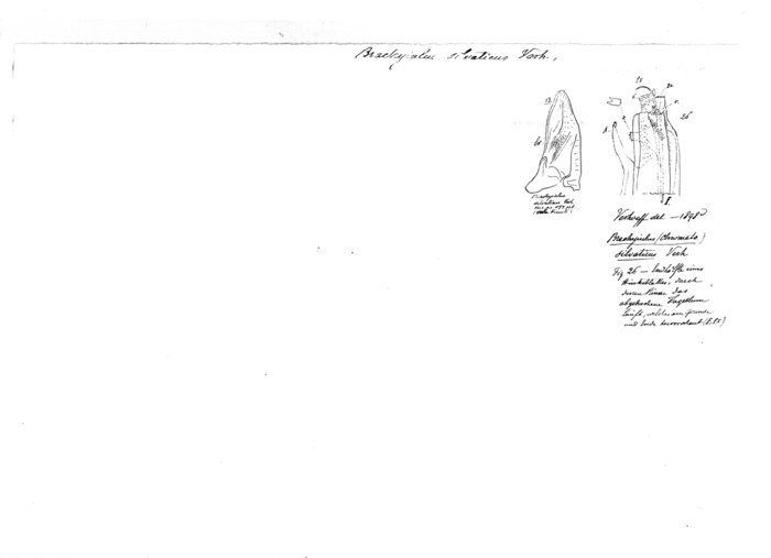 Brachyiulus silvaticus