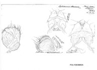 Brasilodesmus catharinensis