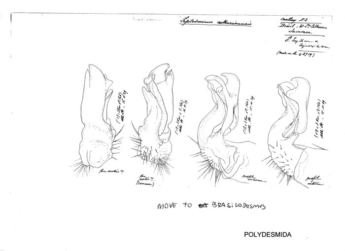 Brasilodesmus catharinensis