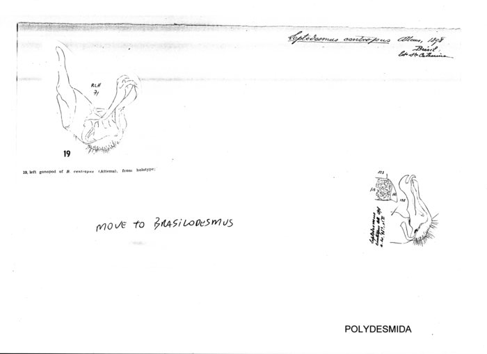 Brasilodesmus centropus