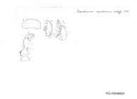 Brembosoma aspidiorum