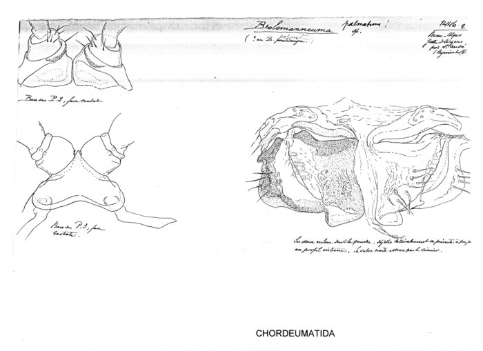 Broelemanneuma palmatum