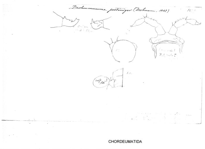 Broelemanneuma pectiniger