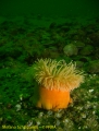 Anthozoa