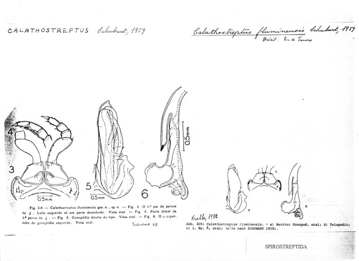 Calathostreptus fluminensis