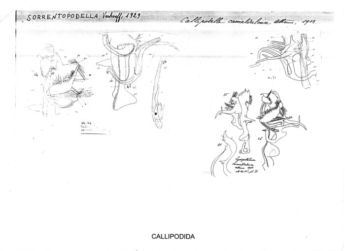 Callipodella camaldulense