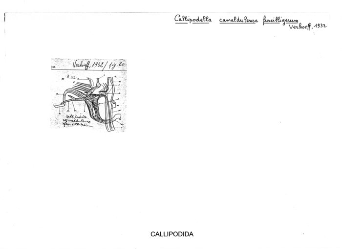 Callipodella camaldulense furcilligerum