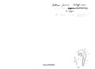 Callipus faucium