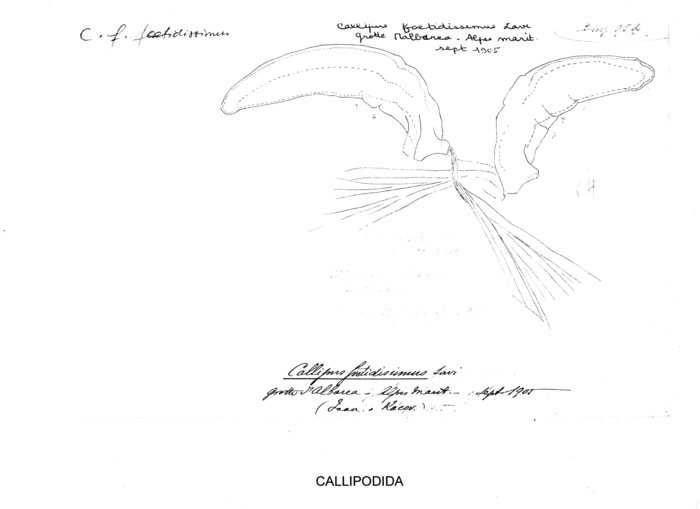 Callipus foetidissimus