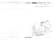 Callipus longobardius