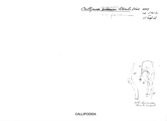 Callipus longobardius