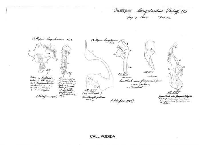 Callipus longobardius