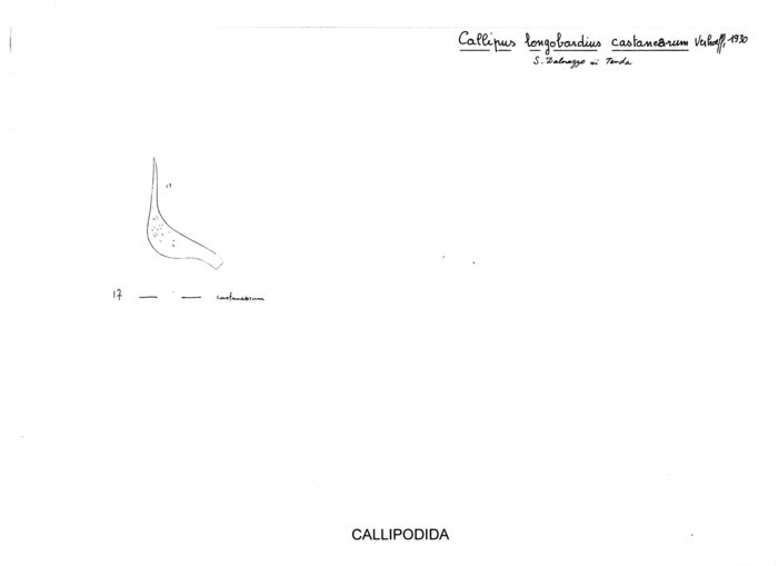 Callipus longobardius var. Castanearum