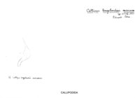 Callipus longobardius var. miocaenus