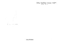 Callipus longobardius ormeanus