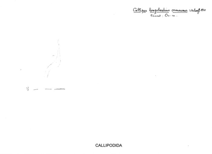 Callipus longobardius ormeanus