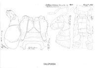 Callipus rissonius